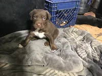 SCARLET, a female Rottweiler and American Bully for sale in Rocky Ford, CO – 1 of 1