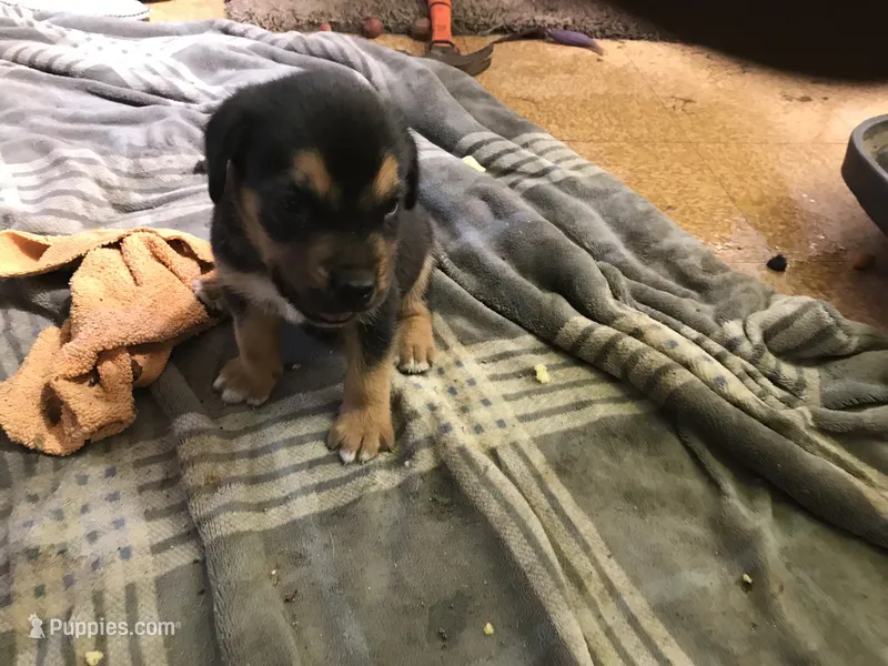  CHARMAINE – Rottweiler, American Bully puppy for sale in Rocky Ford, CO