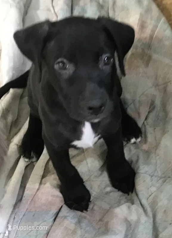 SMOKEY – American Bulldog, Rottweiler puppy for sale in Rocky Ford, CO