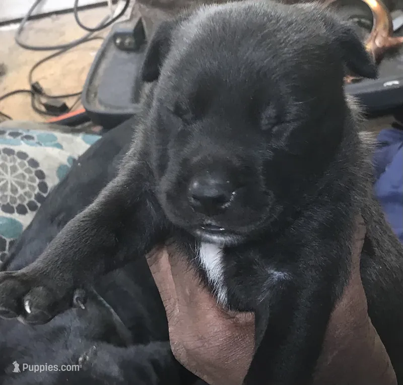 TEDDY – Rottweiler, American Bully puppy for sale in Rocky Ford, CO