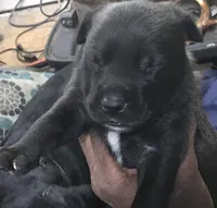 TEDDY, a male Rottweiler and American Bully for sale in Rocky Ford, CO – 1 of 1