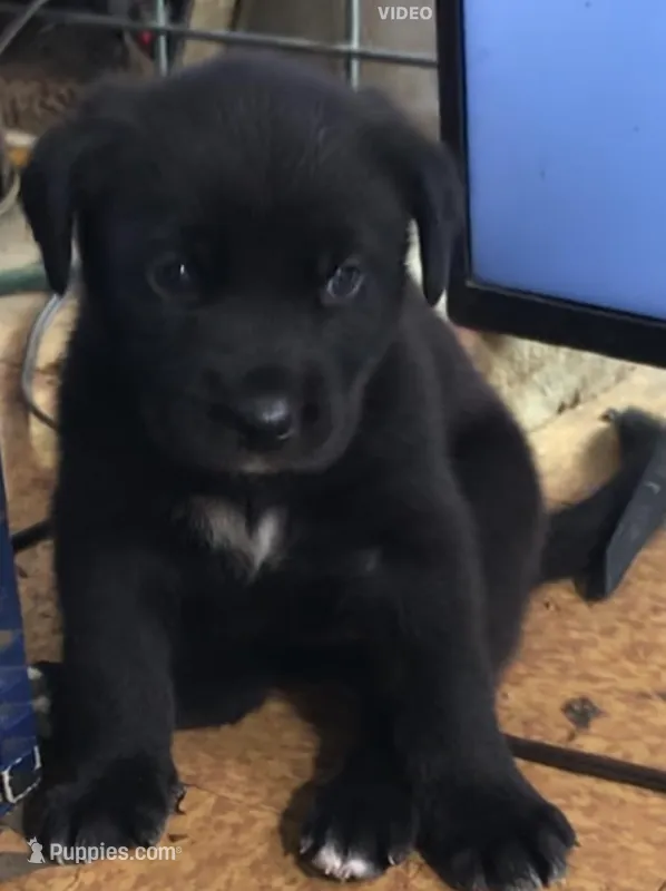 DIAMOND – Rottweiler, American Bully puppy for sale in Rocky Ford, CO