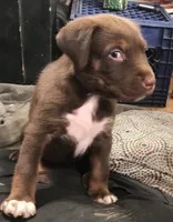 RUSTY, a male Rottweiler and American Bully for sale in Rocky Ford, CO – 1 of 1