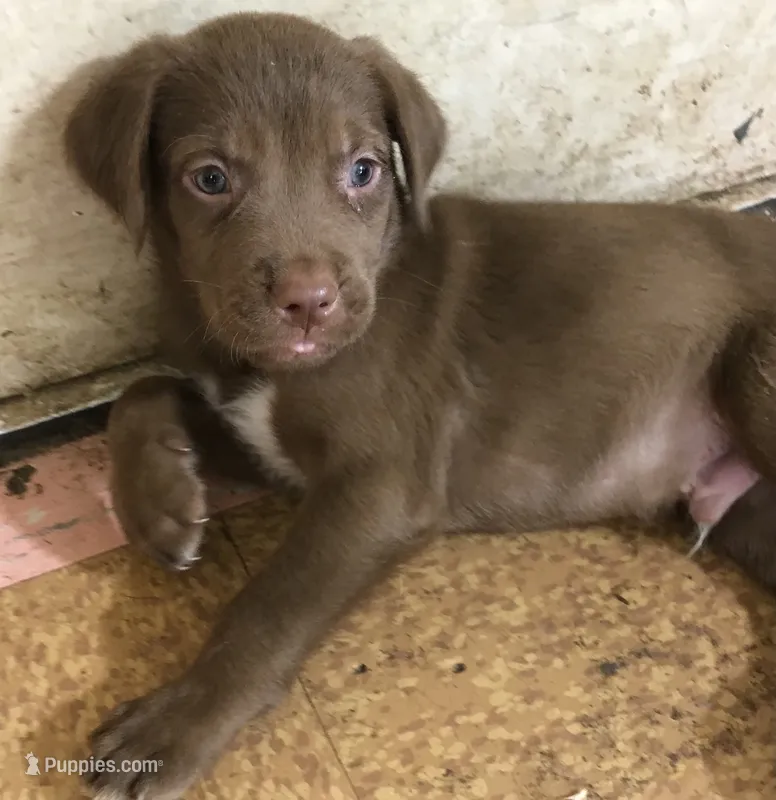 RUSTY – Rottweiler, American Bully puppy for sale in Rocky Ford, CO