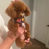 Ruby, a female Poodle - Toy  for sale in Fort Myers Shores, FL – Photo 1 of 2