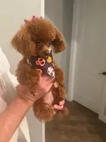 Ruby, a female Poodle - Toy  for sale in Fort Myers Shores, FL – Photo 1 of 2