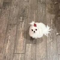 Saint, a female Maltese for sale in Fort Myers Shores, FL – Photo 1 of 6