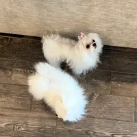 Saint, a female Maltese for sale in Fort Myers Shores, FL – Photo 5 of 6