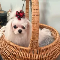 Saint, a female Maltese for sale in Fort Myers Shores, FL – Photo 2 of 6