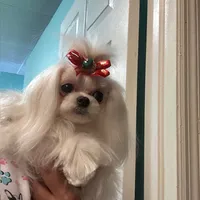 Saint, a female Maltese for sale in Fort Myers Shores, FL – Photo 3 of 6