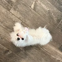 Saint, a female Maltese for sale in Fort Myers Shores, FL – Photo 4 of 6