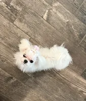 processed/8cf1fa8a-5efd-42b2-aa3d-75d2dc2ee079/listing/2a2cf652-f1df-43bb-8f46-96efdee6ee43/e516924e-f9af-4479-8be9-454c38c0dbd0