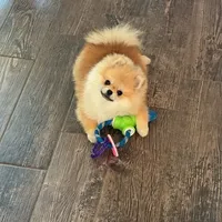 Dukey, a male Pomeranian for sale in Fort Myers Shores, FL – Photo 2 of 4