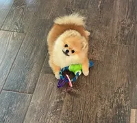 Dukey, a male Pomeranian for sale in Fort Myers Shores, FL – Photo 2 of 4