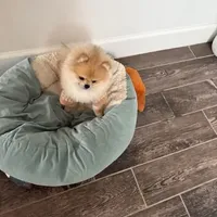 Dukey, a male Pomeranian for sale in Fort Myers Shores, FL – Photo 4 of 4