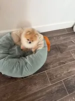 Dukey, a male Pomeranian for sale in Fort Myers Shores, FL – Photo 4 of 4