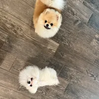 Dukey, a male Pomeranian for sale in Fort Myers Shores, FL – Photo 3 of 4