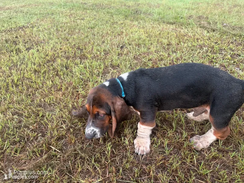 Big Foot – Basset Hound puppy for sale in Lake City, FL