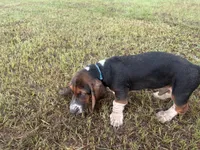 Big Foot, a male Basset Hound for sale in Lake City, FL – 2 of 6