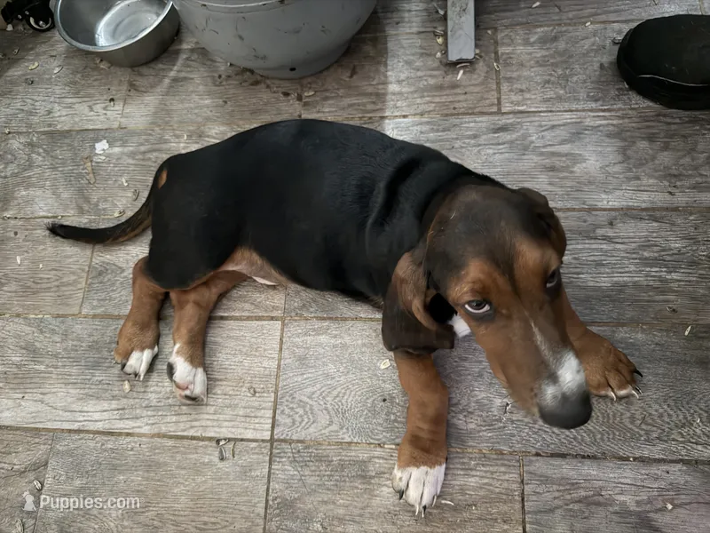 Midnight – Basset Hound puppy for sale in Lake City, FL