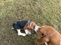 Lady, a female Basset Hound for sale in Lake City, FL – 2 of 6