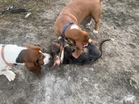 Big Foot, a male Basset Hound for sale in Lake City, FL – 4 of 6