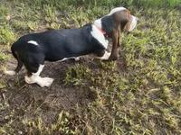 Tiffany, a female Basset Hound for sale in Lake City, FL – 2 of 5