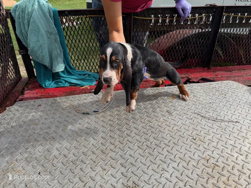 patricia – Basset Hound puppy for sale in Lake City, FL