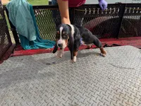 patricia, a  Basset Hound for sale in Lake City, FL – 1 of 3