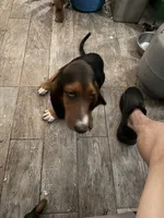 Midnight, a male Basset Hound for sale in Lake City, FL – 3 of 3