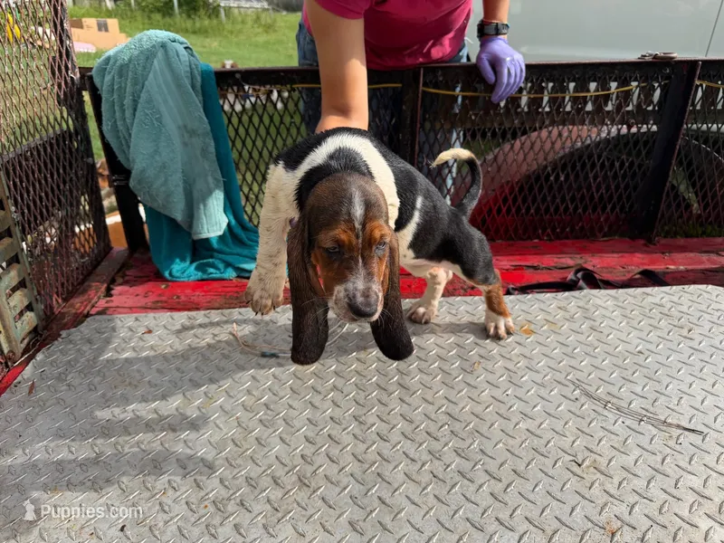 kelly – Basset Hound puppy for sale in Lake City, FL