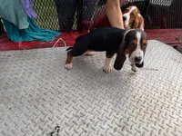 Gina, a  Basset Hound for sale in Lake City, FL – 2 of 2