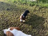Cloe, a female Basset Hound for sale in Lake City, FL – 2 of 5