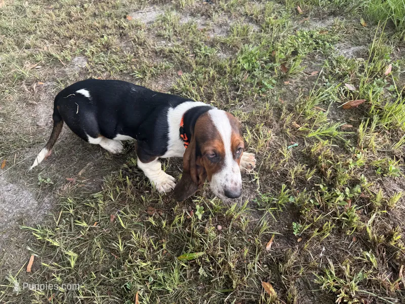 Tiffany – Basset Hound puppy for sale in Lake City, FL