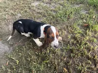 Tiffany, a female Basset Hound for sale in Lake City, FL – 1 of 5