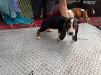 patricia, a  Basset Hound for sale in Lake City, FL – 2 of 3