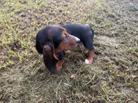 Bob, a male Basset Hound for sale in Lake City, FL – 2 of 4