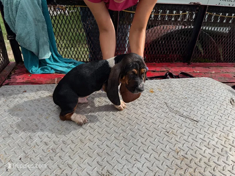 Maria – Basset Hound puppy for sale in Lake City, FL