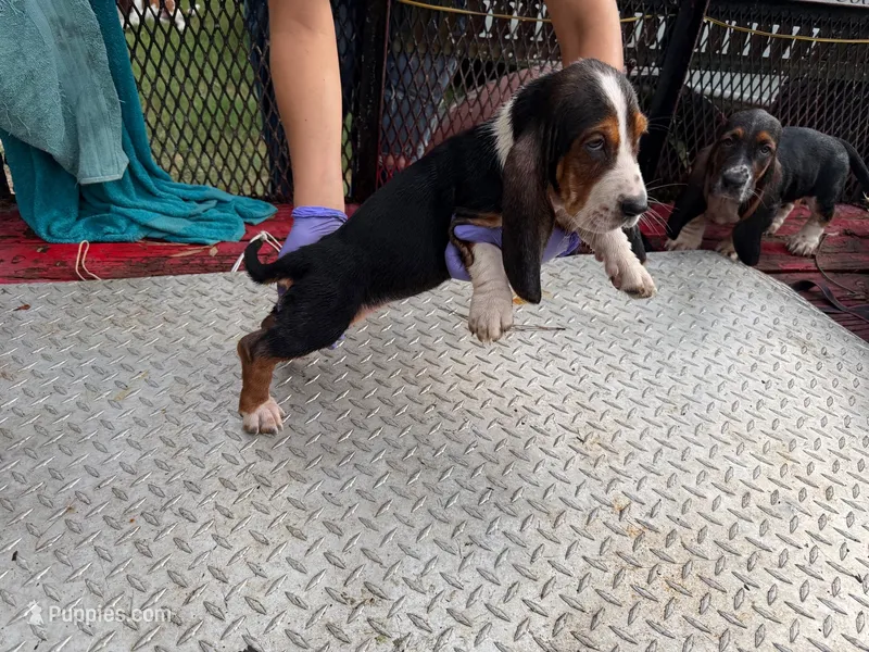 Gina – Basset Hound puppy for sale in Lake City, FL