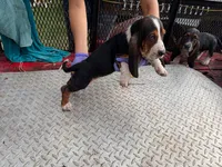 Gina, a  Basset Hound for sale in Lake City, FL – 1 of 2