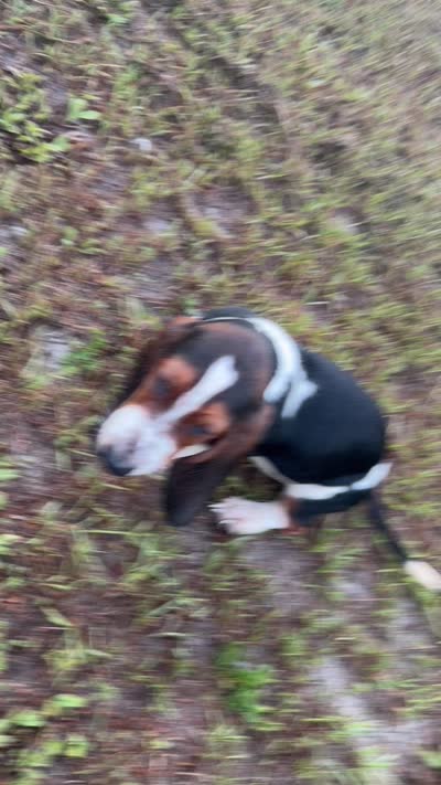 Harley , a male Basset Hound for sale in Lake City, FL – 3 of 3