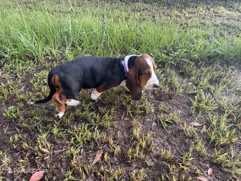 Cloe – Basset Hound puppy for sale in Lake City, FL