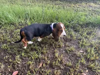 Cloe, a female Basset Hound for sale in Lake City, FL – 1 of 5