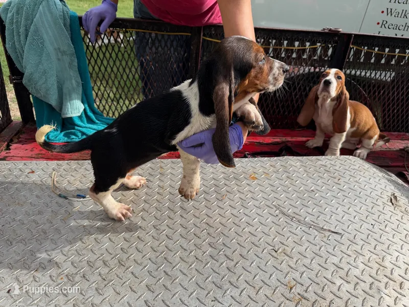 Freckles – Basset Hound puppy for sale in Lake City, FL