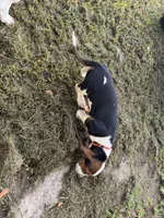 Tiffany, a female Basset Hound for sale in Lake City, FL – 3 of 5