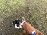 Lady, a female Basset Hound for sale in Lake City, FL – 4 of 6