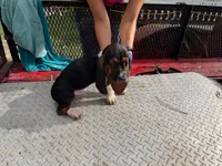 Maria, a female Basset Hound for sale in Lake City, FL – 2 of 2