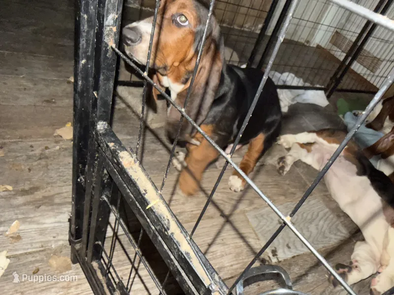Moe – Basset Hound puppy for sale in Lake City, FL
