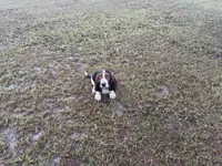 Harley , a male Basset Hound for sale in Lake City, FL – 2 of 3