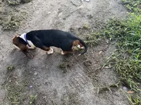 Cloe, a female Basset Hound for sale in Lake City, FL – 3 of 5